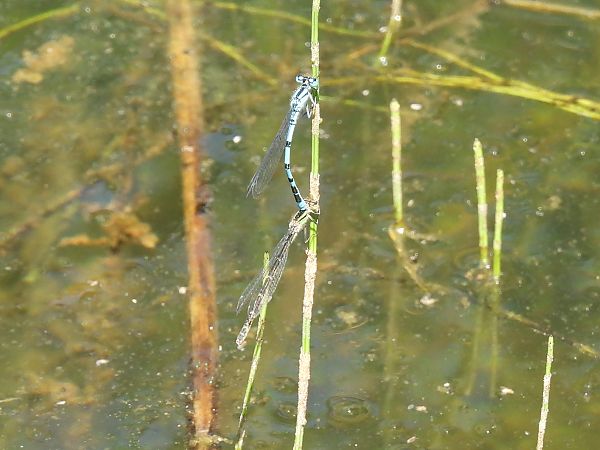 Enallagma cyathigerum  - Stefano Boccardi