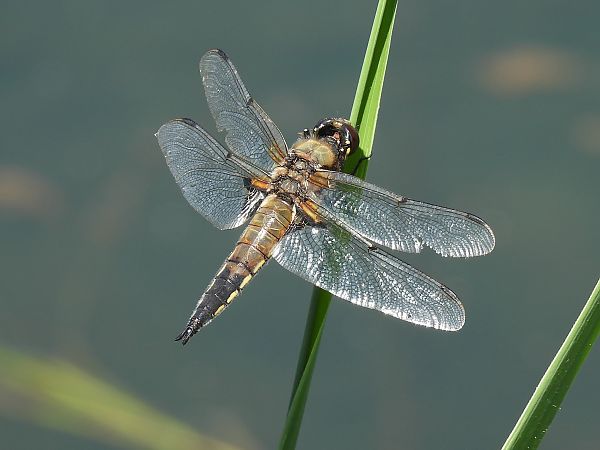 Libellula quadrimaculata  - Stefano Boccardi