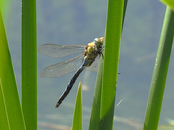 Anax imperator  - Stefano Boccardi