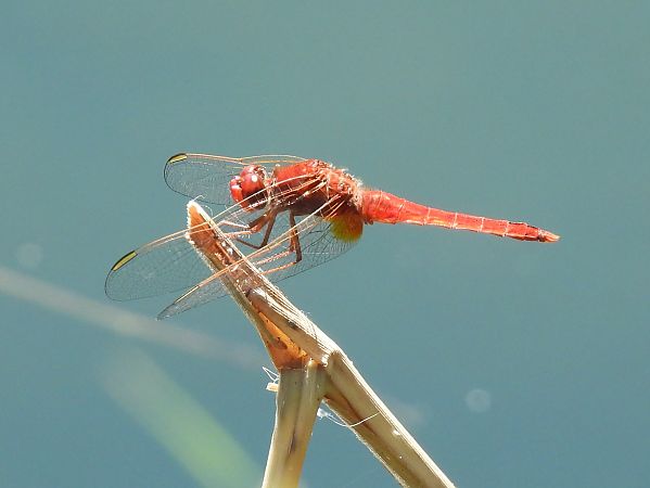 Feuerlibelle  - Stefano Boccardi