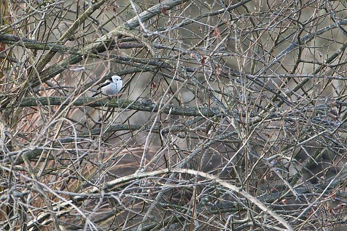 Mésange à longue queue (ssp. caudatus)  - Andrea Vidolini