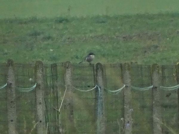 Averla meridionale  - Pietro Melandri