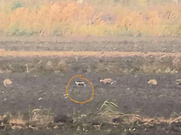 Oca collorosso  - Pietro Melandri