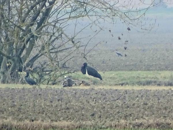Cicogna nera  - Pietro Melandri
