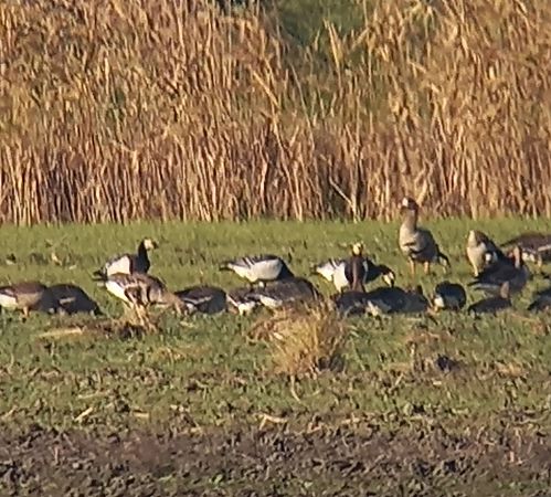 Oca facciabianca  - Pietro Melandri
