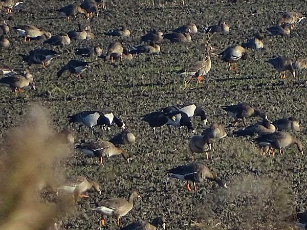 Oca facciabianca  - Pietro Melandri