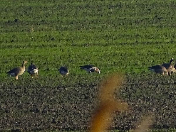 Oca collorosso  - Pietro Melandri