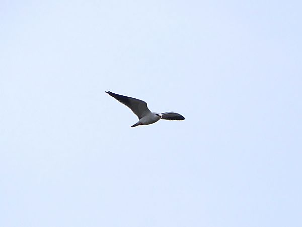 Nibbio bianco  - Pietro Melandri