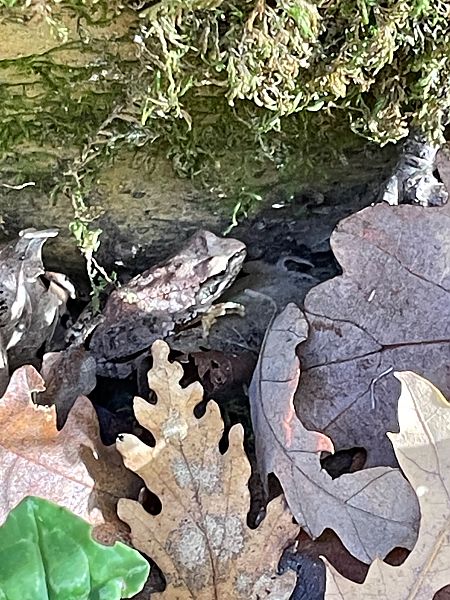 Rana appenninica  - Luca Peruzzi