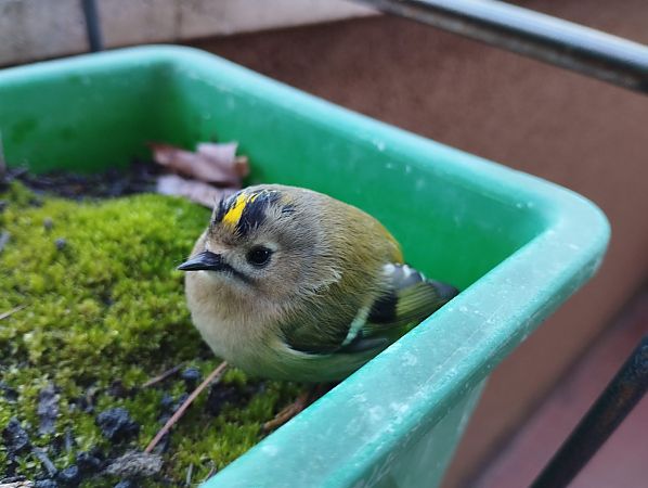 Regolo  - Gianpaolo Corti