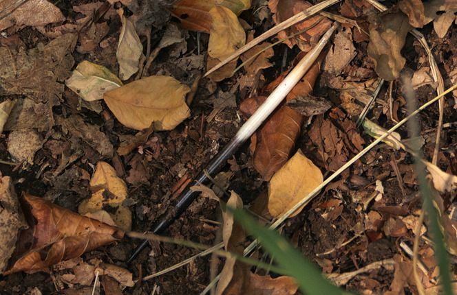 Istrice  - Monique & Rémi Taïb-Fonters