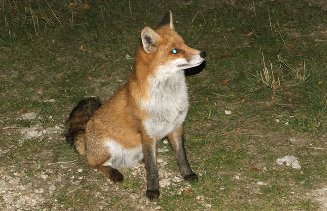 Volpe  - Monique & Rémi Taïb-Fonters