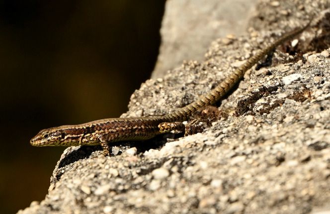Lucertola muraiola  - Monique & Rémi Taïb-Fonters
