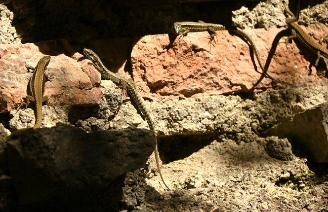 Lucertola muraiola  - Monique & Rémi Taïb-Fonters