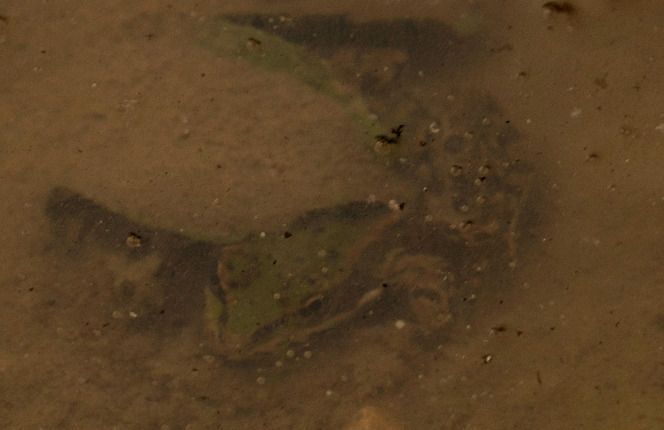 Rana esculenta o Rana di Lessona  - Monique & Rémi Taïb-Fonters