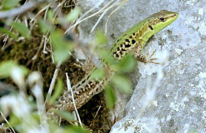 Lucertola campestre  - Monique & Rémi Taïb-Fonters