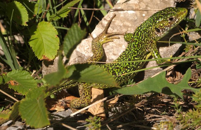 Ramarro orientale / occidentale  - Monique & Rémi Taïb-Fonters
