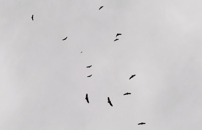 Grifone  - Monique & Rémi Taïb-Fonters