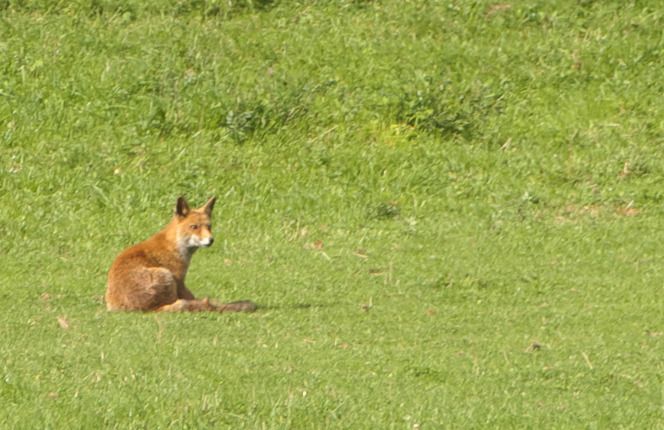 Volpe  - Monique & Rémi Taïb-Fonters