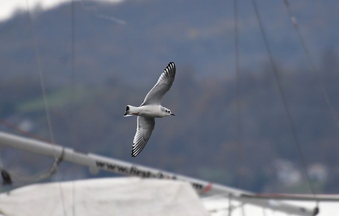 Gabbianello  - Sandro Formini