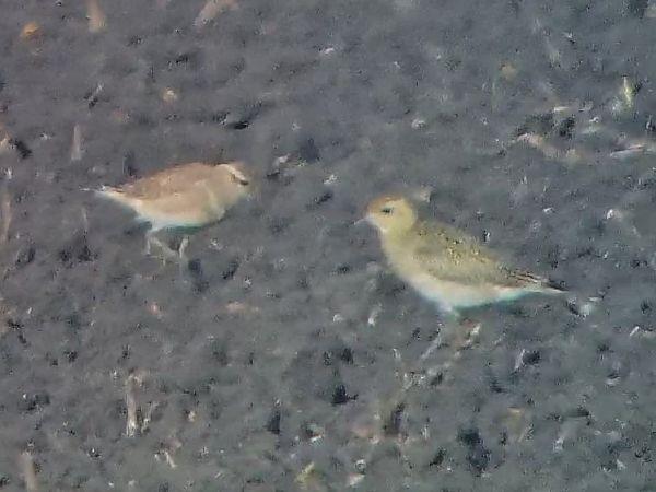 Piviere tortolino  - Massimo Tassinari