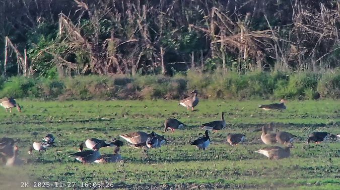 Oca facciabianca  - Massimo Tassinari