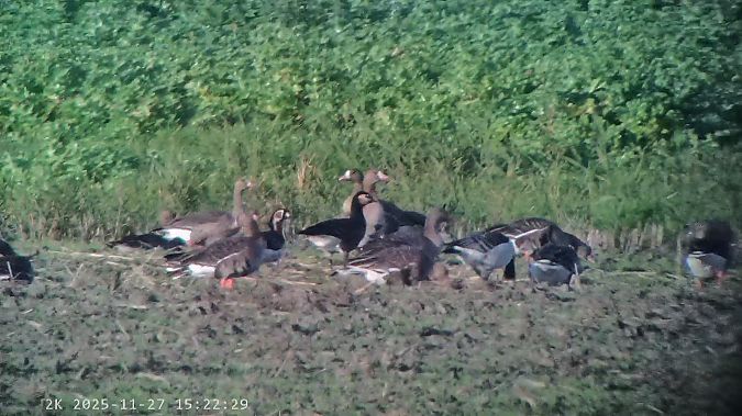 Oca collorosso  - Massimo Tassinari