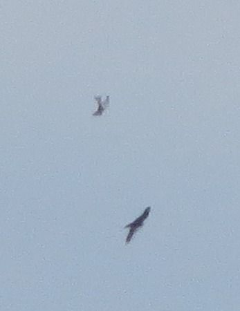 Falco indet.  - Davide de Marchi