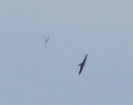 Falco indet.  - Davide de Marchi