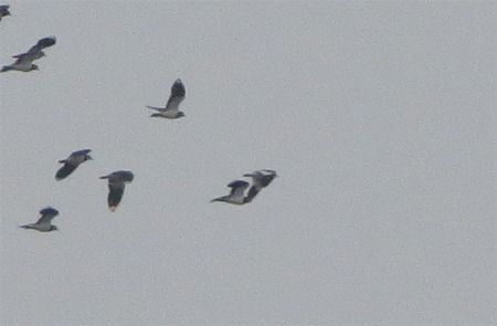 Pavoncella gregaria  - Davide de Marchi