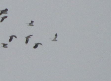 Pavoncella gregaria  - Davide de Marchi