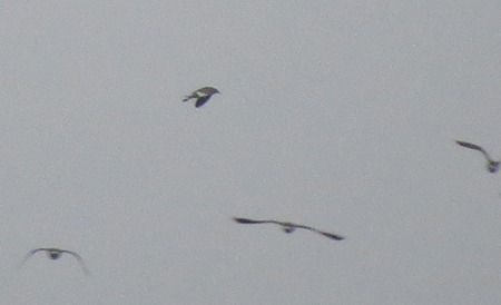 Pavoncella gregaria  - Davide de Marchi