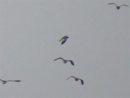 Pavoncella gregaria  - Davide de Marchi