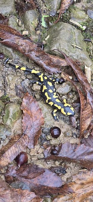 Salamandra pezzata  - Anonimo