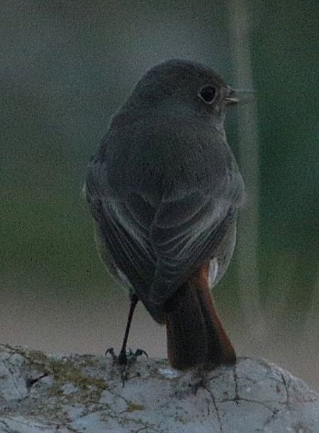 Codirosso di Ehrenberg  - Vito Giovanni Santantonio
