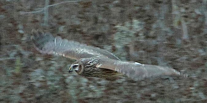 Albanella reale  - Vito Giovanni Santantonio