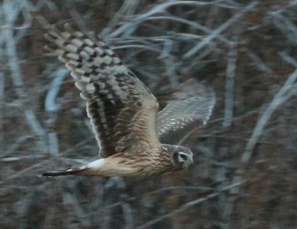 Albanella reale  - Vito Giovanni Santantonio