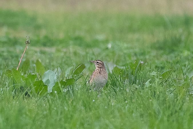 Calandro maggiore  - Matteo Cargasacchi