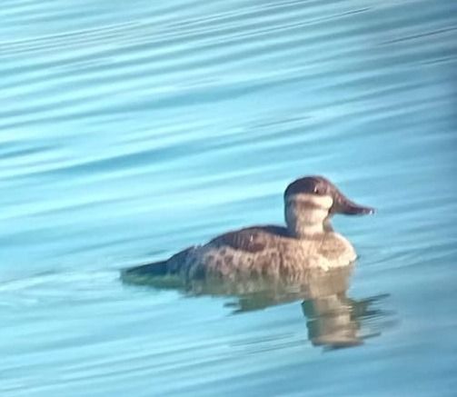 Gobbo della Giamaica  - Massimo Brunelli