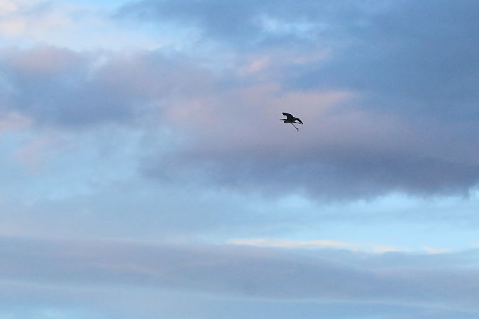 Airone rosso  - Federico Fanesi