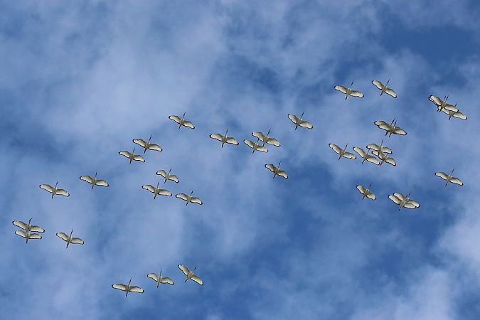 Ibis sacro  - Federico Fanesi