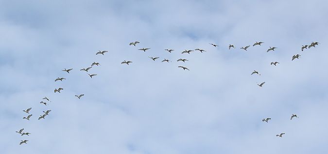 Ibis sacro  - Federico Fanesi