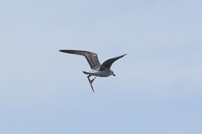 Gabbiano reale  - Federico Fanesi