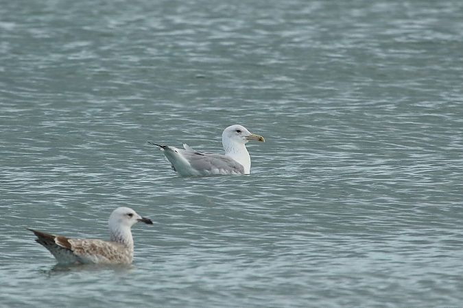 Gabbiano pontico  - Federico Fanesi