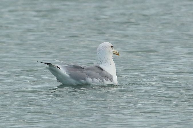 Gabbiano pontico  - Federico Fanesi