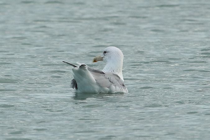Gabbiano pontico  - Federico Fanesi