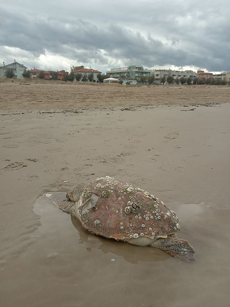 Tartaruga caretta  - Federico Fanesi