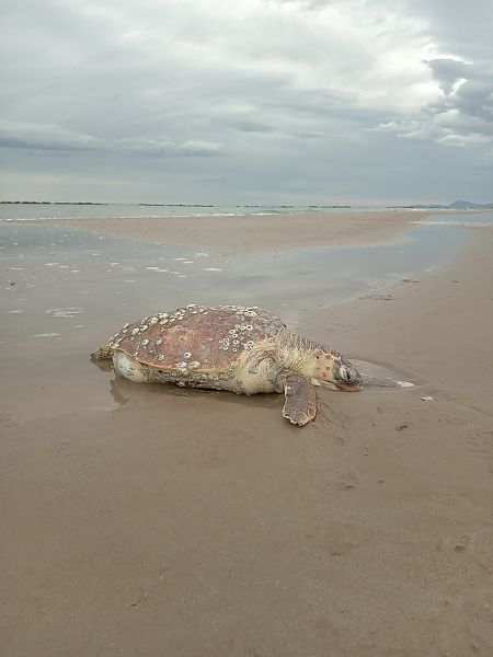 Tartaruga caretta  - Federico Fanesi