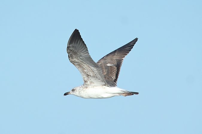 Zafferano  - Federico Fanesi