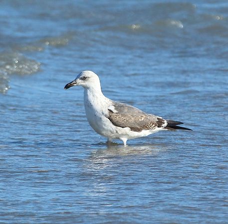 Zafferano  - Federico Fanesi